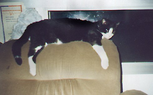 Twiggy on a sofa.